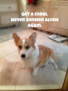 corgi