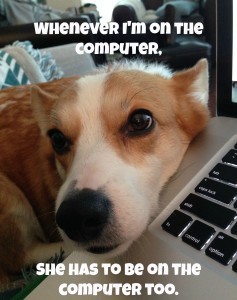 computer corgi