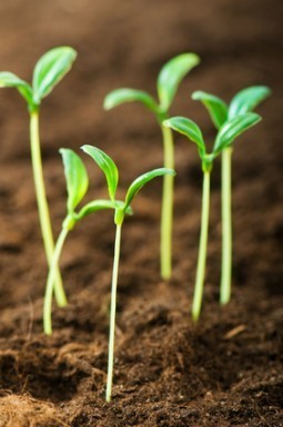 Green seedling