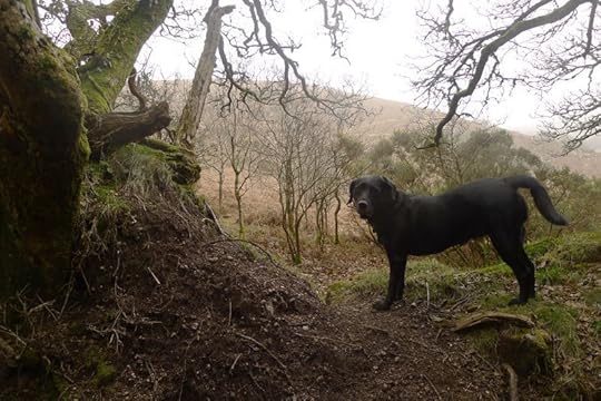 Cross over the boundary of the woods,
