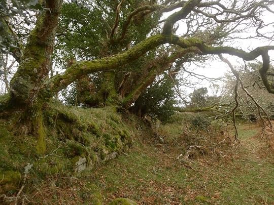 We'll follow an overgrown stone wall