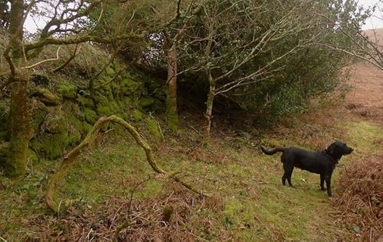 as hard as the granite, as tenacious as the gorse.