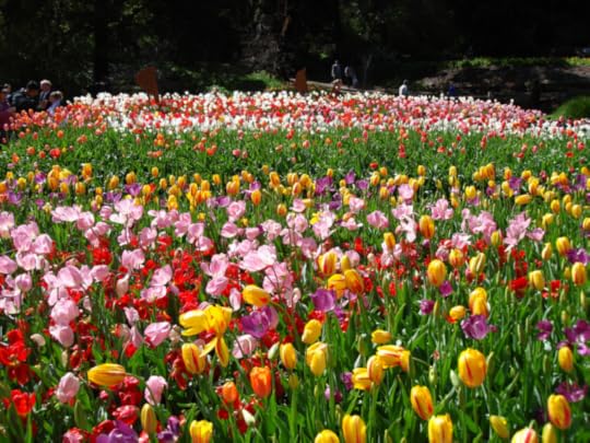  photo Araluen Botanic Park 2.jpg.png