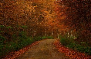 autumn small