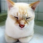 dreamstimefree_219000