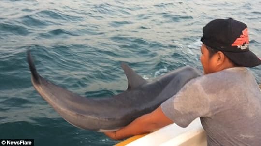 25CBFB0200000578-2958485-Mission_successful_Locals_lower_the_dolphin_back_into_a_calmer_s-a-17_1424265420738