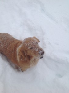 snow dog