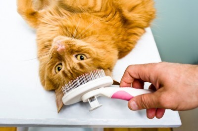 cat-grooming