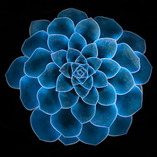 Succulent-LAB-B-channel equalization © Harold Davis