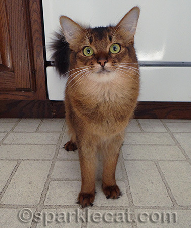 A camera is not cat food!