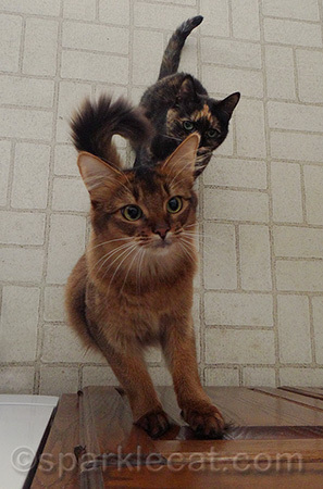 One-pointed attention