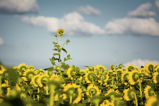 Giant Texas Sunflower Standing Out From the Crowd