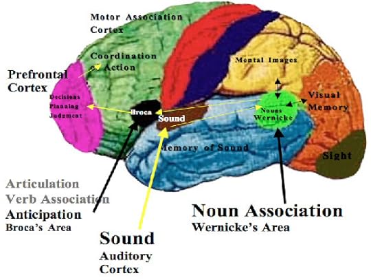 brocas-area-brains-speech-center