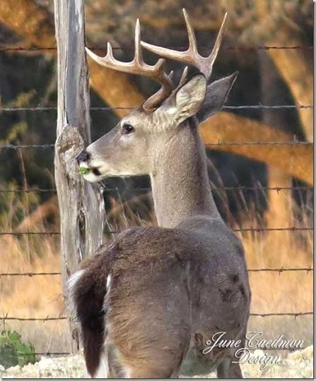 Buck