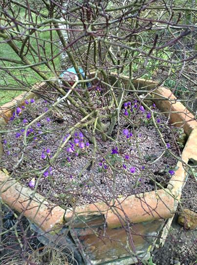 Crocus in jardiniere