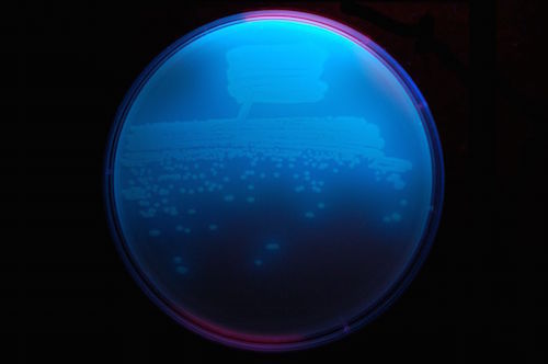 Pseudomonas_fluorescens_on_TY_agar_(UV_light).JPG