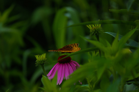 20140629-IMG_0139-Edit