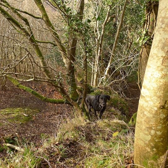 Woodland border