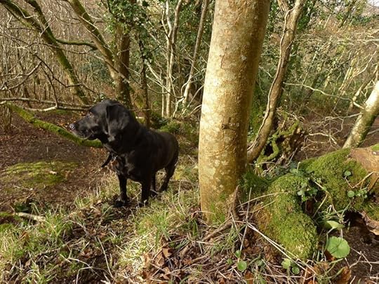 Woodland border 2
