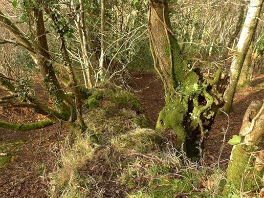 Woodland border 9