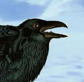 Raven
