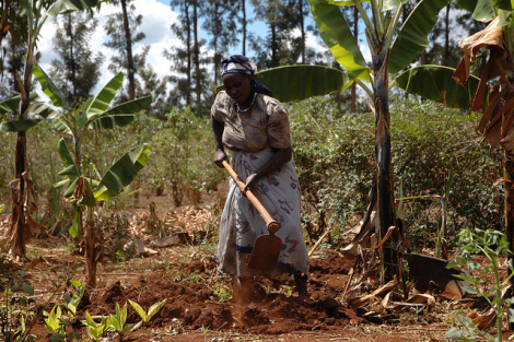corn farmer digging by hand