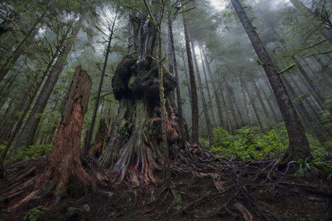 Avatar Grove gnarly tree - full blend 1 - 1 Thomas Dawson pd 4 1 time use