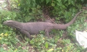 ayurvedic massage experience - monitor lizard