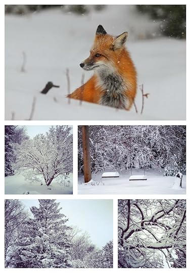 A Snowy Day February 26th 2015