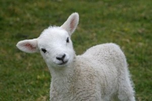 Photo of a hopeful looking lamb