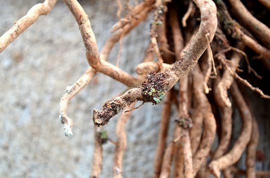 asparagus-crowns-dry