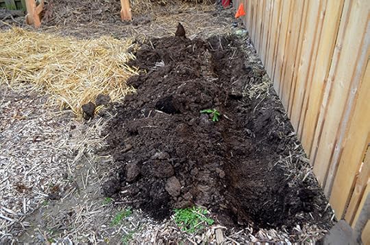 asparagus-dug