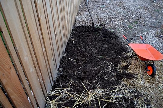 asparagus-bed-prepped
