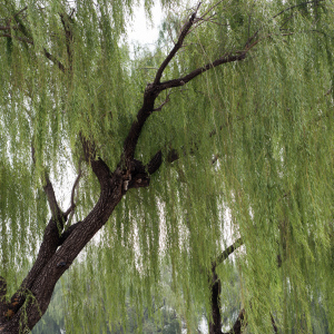 Weeping Willow