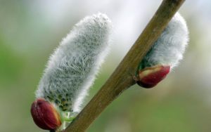 pussy-willow-hats