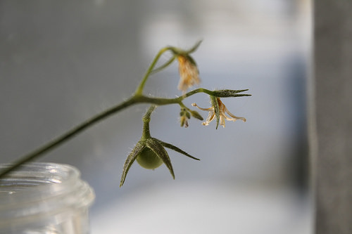 tiny tomato
