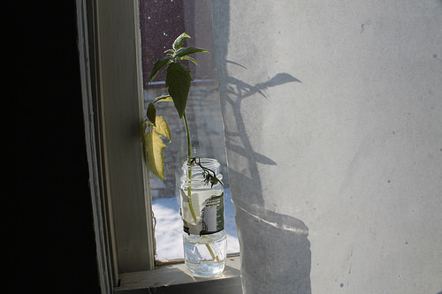 tomato cutting