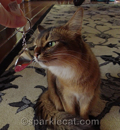 Can you see the reflection of the catnip mat?