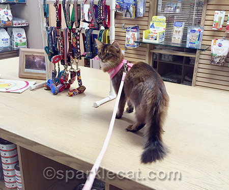 How fun to go shopping at the vet!