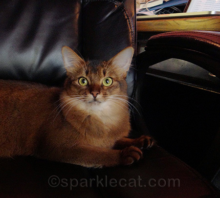 I'm back at work in the office... not sure I can say the same about my human!
