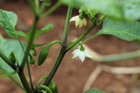 Chilli Plant - Giant Jalapeno