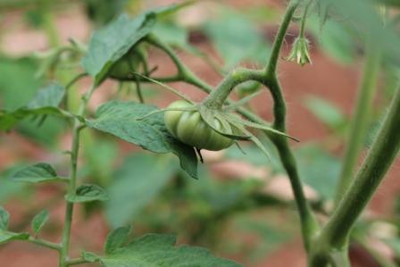 Heirloom Tomato Plant - Cherokee Chocolate