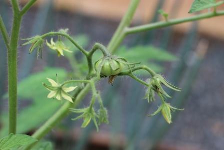 Heirloom Tomato Plant - Giant Rainbow