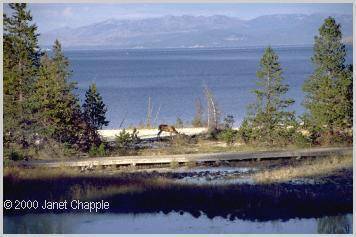 Yellowstone Lake with deer