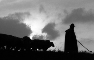 shepherd leading sheep