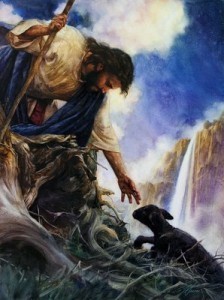 Shepherd rescues sheep