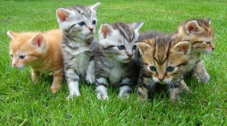 cats-protection