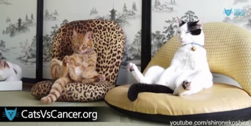 catsvscancer.org
