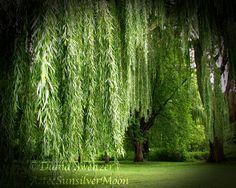 weeping willow