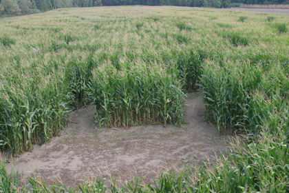 corn maze